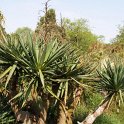 Yucca gloriosa
